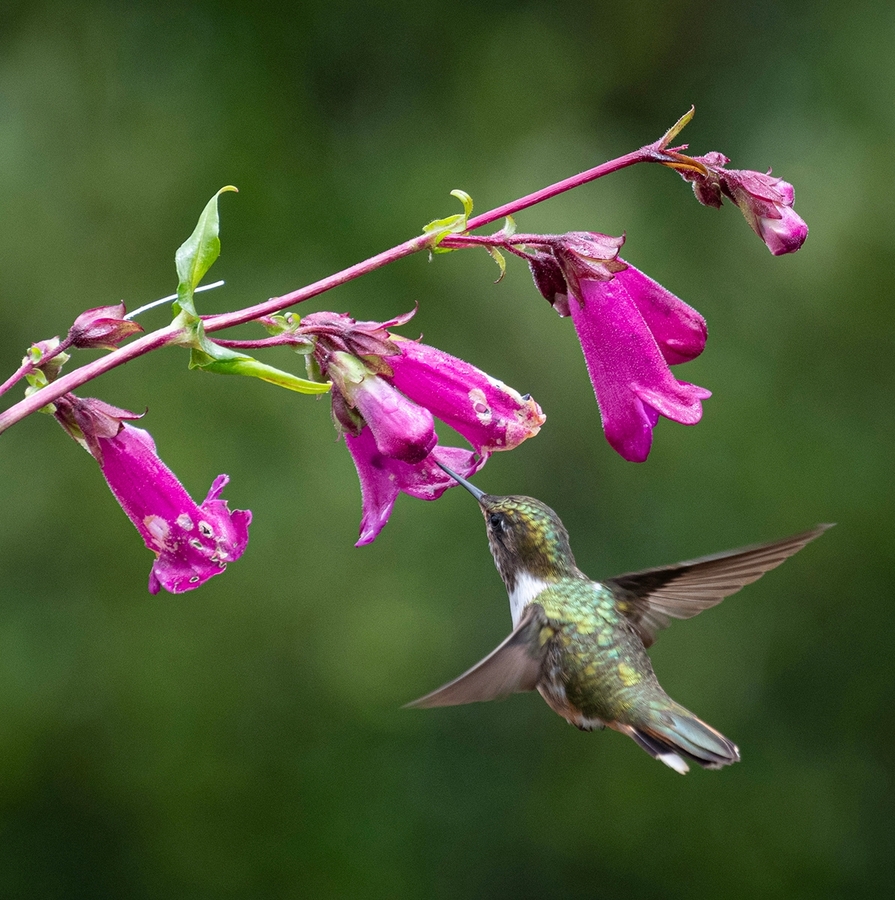 Rufous Hummingbird in flight - Mags Carr